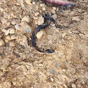 Pseudechis porphyriacus at Gundaroo, NSW - 15 Mar 2023