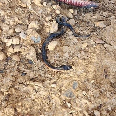 Pseudechis porphyriacus (Red-bellied Black Snake) at Gundaroo, NSW - 15 Mar 2023 by Gunyijan