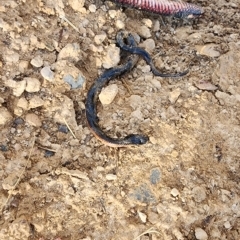 Pseudechis porphyriacus (Red-bellied Black Snake) at Gundaroo, NSW - 14 Mar 2023 by Gunyijan