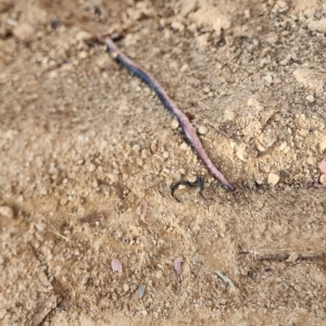 Pseudechis porphyriacus at Gundaroo, NSW - 15 Mar 2023