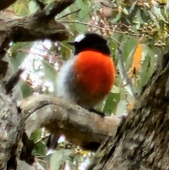 Petroica boodang (Scarlet Robin) at Gundaroo, NSW - 20 Mar 2023 by Gunyijan