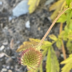 Geum urbanum (Herb Bennet) at Brindabella, NSW - 18 Mar 2023 by JaneR