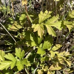 Geum urbanum at Brindabella, NSW - 18 Mar 2023