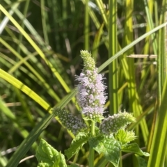Mentha spicata (Garden Mint) at Brindabella, NSW - 18 Mar 2023 by JaneR
