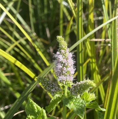 Mentha spicata (Garden Mint) at Brindabella, NSW - 18 Mar 2023 by JaneR