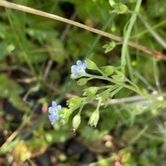 Myosotis laxa subsp. caespitosa (Water Forget-me-not) at Brindabella, NSW - 18 Mar 2023 by JaneR