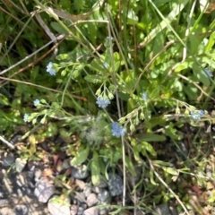 Myosotis laxa subsp. caespitosa at Brindabella, NSW - 18 Mar 2023