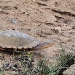 Chelodina longicollis (Eastern Long-necked Turtle) at Gundaroo, NSW - 22 Feb 2023 by Gunyijan