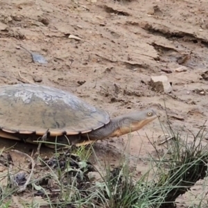 Chelodina longicollis at Gundaroo, NSW - suppressed