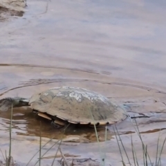 Chelodina longicollis at Gundaroo, NSW - suppressed