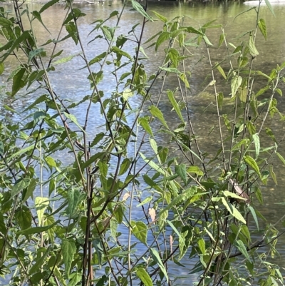 Gynatrix pulchella (Hemp Bush) at Brindabella, NSW - 18 Mar 2023 by JaneR