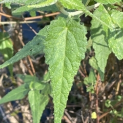 Gynatrix pulchella at Brindabella, NSW - 18 Mar 2023