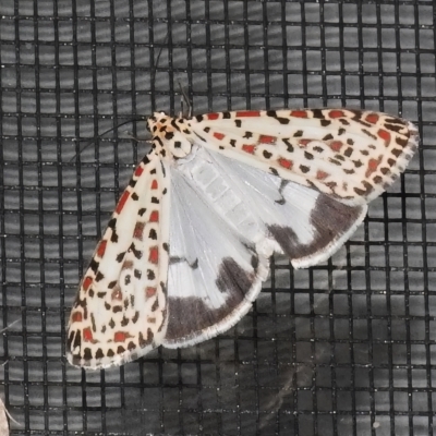 Utetheisa lotrix (Crotalaria Moth) at Wanniassa, ACT - 19 Mar 2023 by JohnBundock