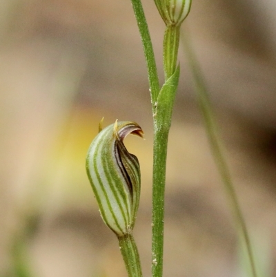 Pterostylis antennifera at Woodlands - 20 Mar 2023 by Snowflake