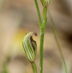 Pterostylis antennifera at Wingecarribee Local Government Area - 20 Mar 2023 by Snowflake