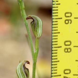 Pterostylis antennifera at suppressed - suppressed