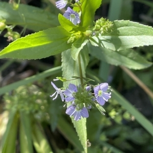 Veronica anagallis-aquatica at Brindabella, NSW - 18 Mar 2023