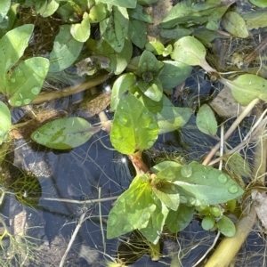 Veronica anagallis-aquatica at Brindabella, NSW - 18 Mar 2023