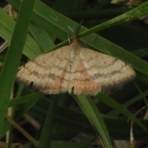 Scopula rubraria at Latham, ACT - 20 Mar 2023 12:43 PM