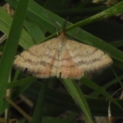 Scopula rubraria (Reddish Wave, Plantain Moth) at Latham, ACT - 20 Mar 2023 by JohnBundock