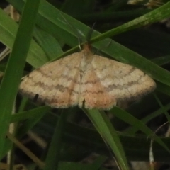 Scopula rubraria (Plantain Moth) at Latham, ACT - 20 Mar 2023 by JohnBundock