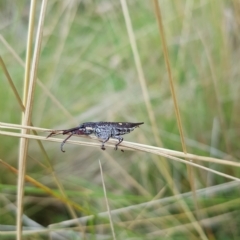 Rhinotia bidentata (Two-spot Rhinotia weevil) at Mt Holland - 20 Mar 2023 by danswell