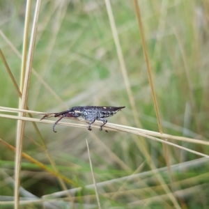 Rhinotia bidentata at Tinderry, NSW - 20 Mar 2023 01:53 PM