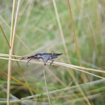 Rhinotia bidentata (Two-spot Rhinotia weevil) at Tinderry, NSW - 20 Mar 2023 by danswell