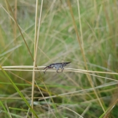 Rhinotia bidentata at Tinderry, NSW - 20 Mar 2023 01:53 PM