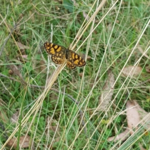 Oreixenica lathoniella at Tinderry, NSW - 20 Mar 2023