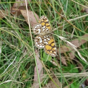 Oreixenica lathoniella at Tinderry, NSW - 20 Mar 2023