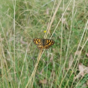 Oreixenica lathoniella at Tinderry, NSW - 20 Mar 2023