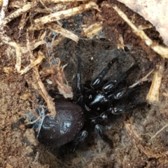 Atrax sutherlandi (Funnel-web Spider) at Tinderry, NSW - 20 Mar 2023 by danswell
