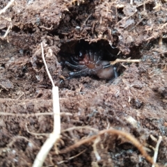 Atrax sutherlandi (Funnel-web Spider) at Mt Holland - 20 Mar 2023 by danswell