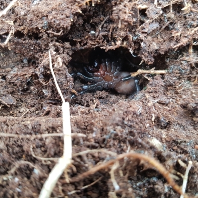 Atrax sutherlandi (Funnel-web Spider) at Tinderry, NSW - 20 Mar 2023 by danswell