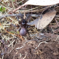 Atrax sutherlandi at Tinderry, NSW - 20 Mar 2023 12:17 PM