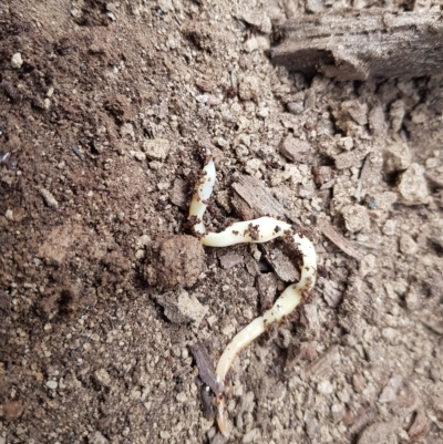 Australoplana alba (A flatworm) at Mt Holland - 20 Mar 2023 by danswell