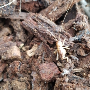 Gryllacrididae (family) at Tinderry, NSW - 20 Mar 2023