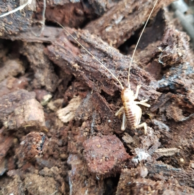 Gryllacrididae (family) (Unidentified Raspy Cricket) at Tinderry, NSW - 20 Mar 2023 by danswell