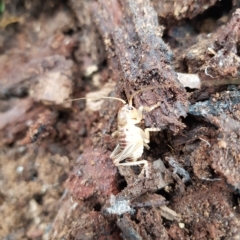 Gryllacrididae (family) at Tinderry, NSW - 20 Mar 2023