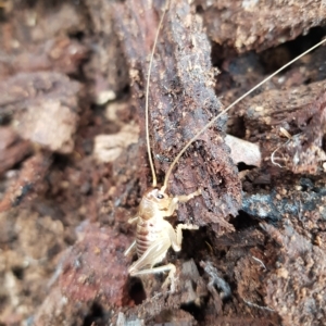 Gryllacrididae (family) at Tinderry, NSW - 20 Mar 2023