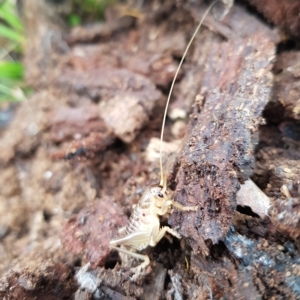 Gryllacrididae (family) at Tinderry, NSW - 20 Mar 2023