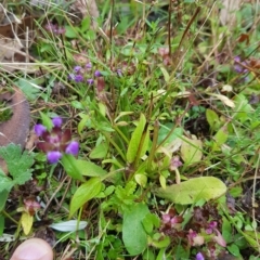 Prunella vulgaris (Self-heal, Heal All) at Tinderry, NSW - 19 Mar 2023 by danswell