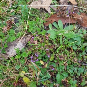 Prunella vulgaris at Tinderry, NSW - 20 Mar 2023