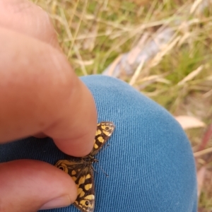 Oreixenica lathoniella at Tinderry, NSW - 20 Mar 2023