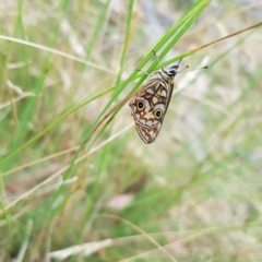 Oreixenica lathoniella at Tinderry, NSW - 20 Mar 2023 08:39 AM