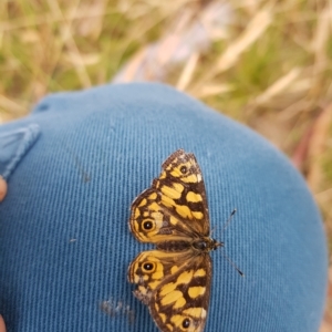 Oreixenica lathoniella at Tinderry, NSW - 20 Mar 2023 08:39 AM