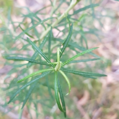 Cassinia longifolia (Shiny Cassinia, Cauliflower Bush) at Tinderry, NSW - 19 Mar 2023 by danswell