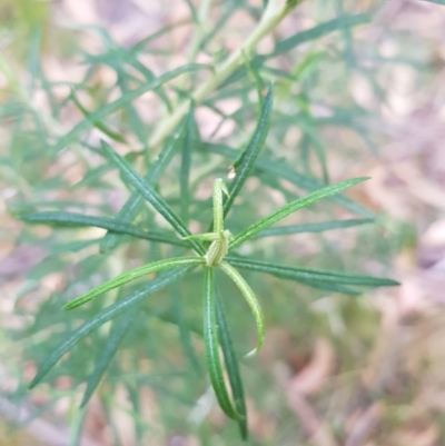 Cassinia longifolia (Shiny Cassinia, Cauliflower Bush) at Tinderry, NSW - 20 Mar 2023 by danswell