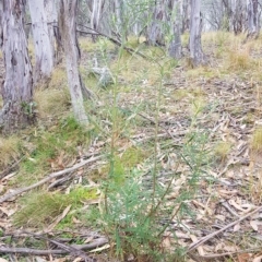 Cassinia longifolia at Tinderry, NSW - 20 Mar 2023 08:24 AM